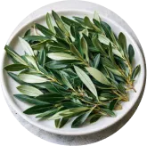 MemoVolt™ Oleuropein Olive Leaf Extract