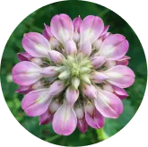 MemoVolt™ Kudzu Flower Extract